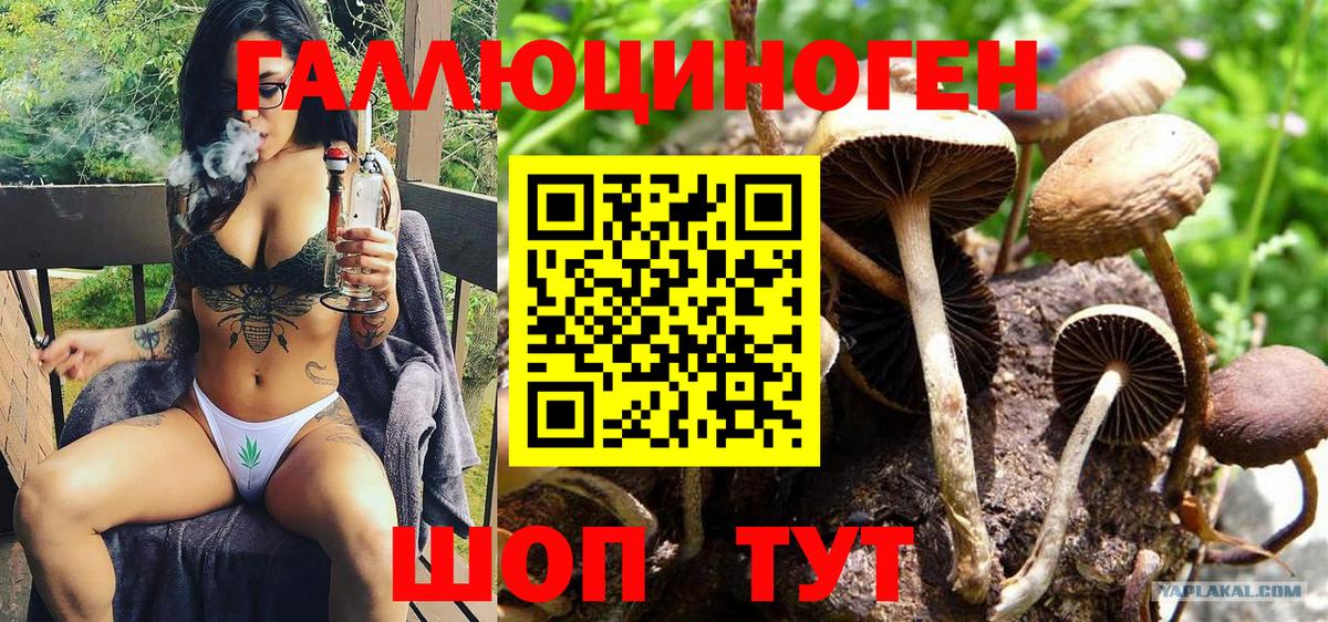 Псилоцибиновые грибы мухоморы Горно-Алтайск